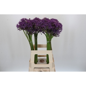 Allium 'Jackpot'
