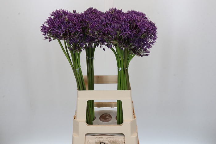 <h4>Allium 'Jackpot'</h4>