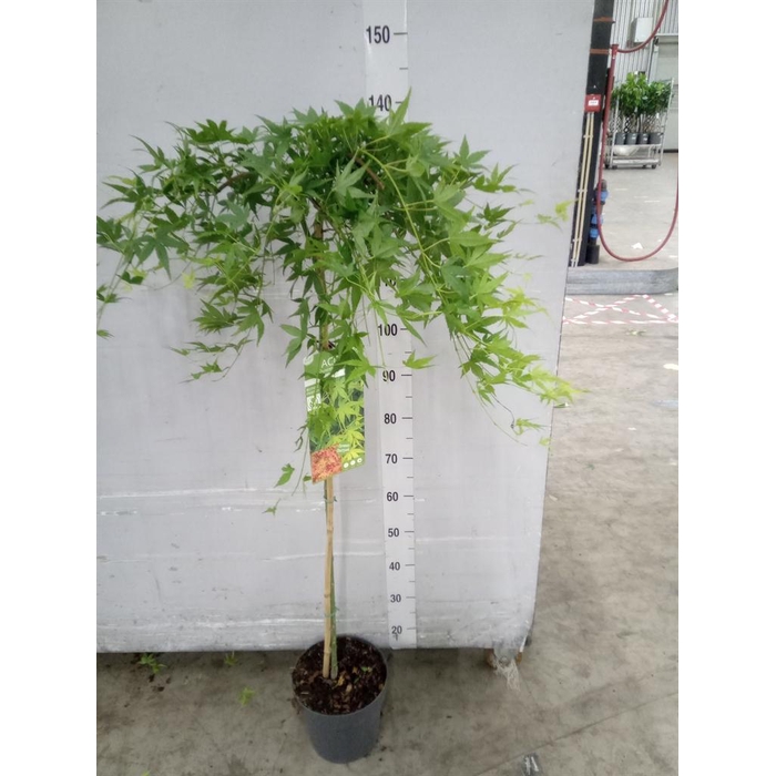 <h4>Acer palmatum 'Ryusen'</h4>