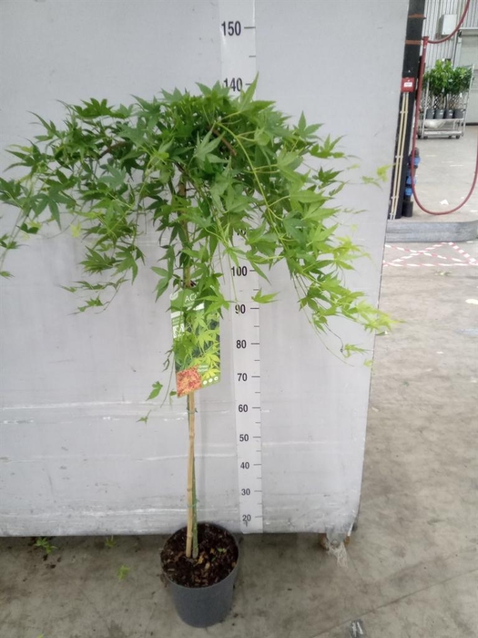 Acer palmatum 'Ryusen'