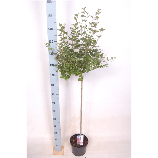 Syringa Pink Perfume 80 cm stam c5