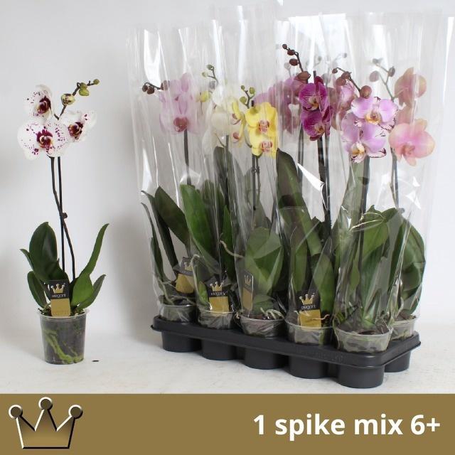 <h4>PHAL GEM 7 KL</h4>