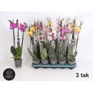 PHAL GEM 5 KL
