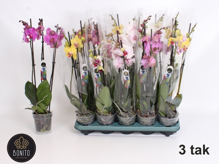 <h4>PHAL GEM 5 KL</h4>
