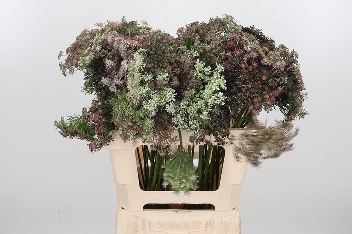 <h4>Daucus Carota</h4>