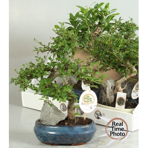 BONSAI GEM