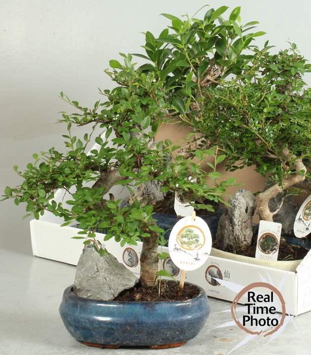 <h4>BONSAI GEM</h4>