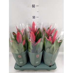 Vriesea  'Intenso Pink'