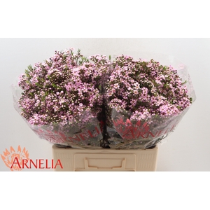 Chamelaucium Alouana