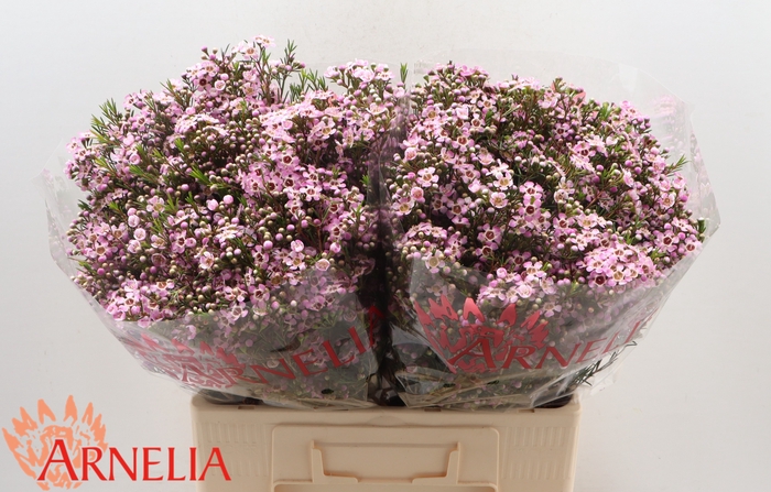 <h4>Chamelaucium Alouana</h4>