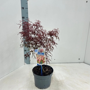 Acer palmatum