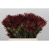 Leucadendron Blush Spray