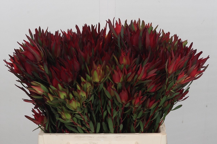 Leucadendron Blush Spray