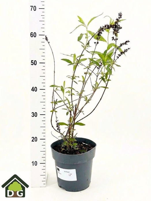 <h4>BUDD DA ROYAL RED</h4>