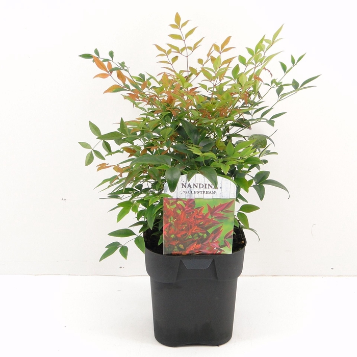 <h4>Nandina domestica</h4>