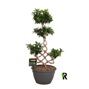 Ficus Mi Ginseng vormen