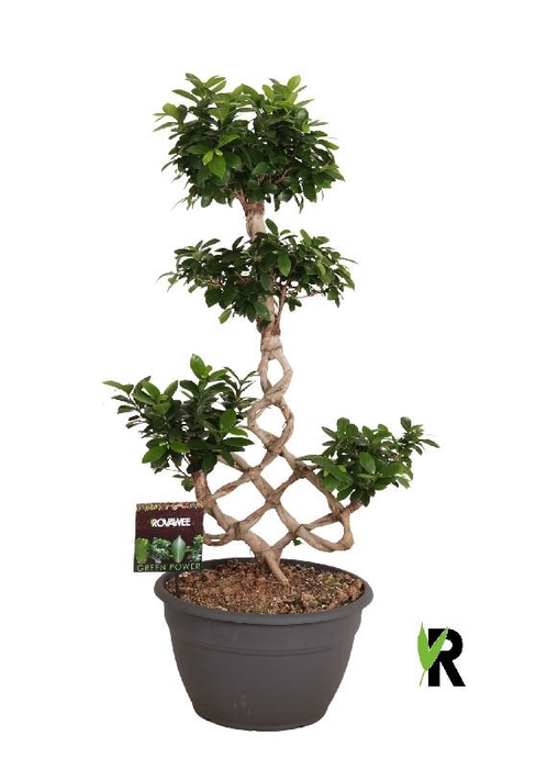 <h4>Ficus Mi Ginseng vormen</h4>