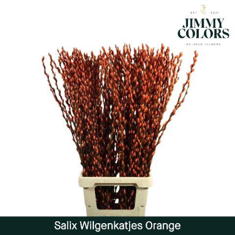 <h4>Salix Katjes L90 Klbh. Oranje</h4>