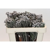 Kaaps Groen Silver Brunia