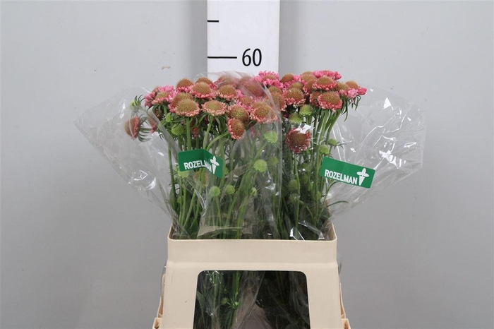 <h4>Scab At Candy Scoop</h4>