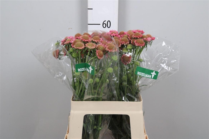 <h4>Scab At Candy Scoop</h4>