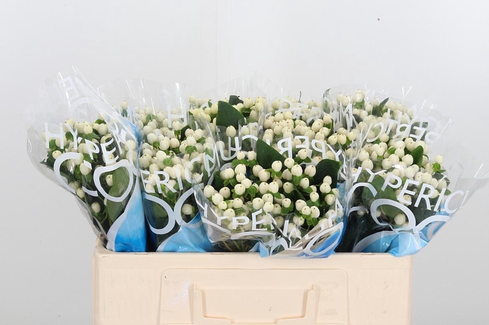 <h4>Hyp Coco Uno</h4>