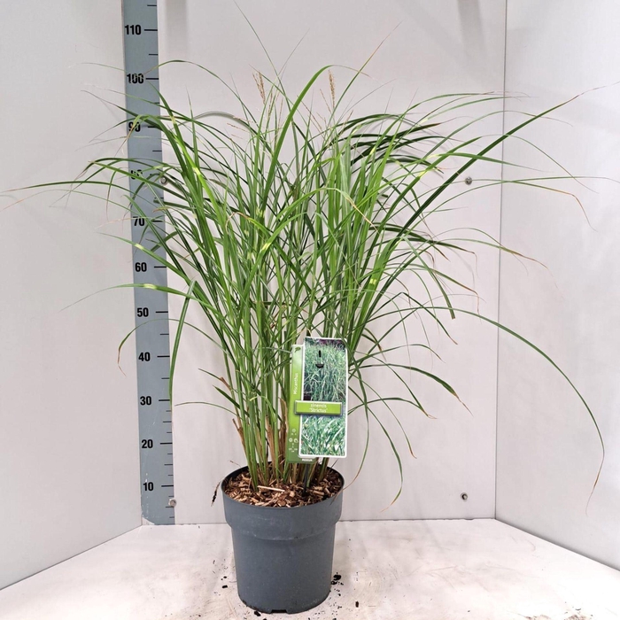 <h4>Miscanthus sinensis Strictus</h4>