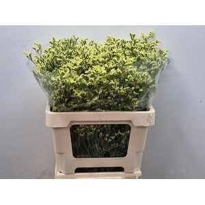LIMONIUM SIN PINEAPPLE DIAMOND LIM