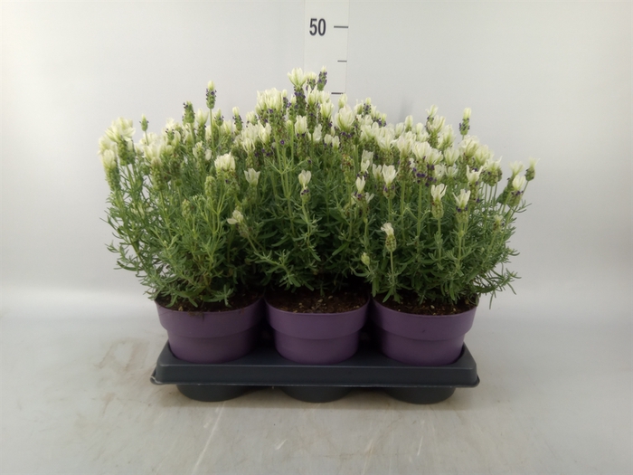<h4>Lavandula angus. 'Felice'</h4>