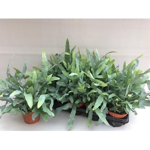 Phlebodium blue star 13Ø 35cm