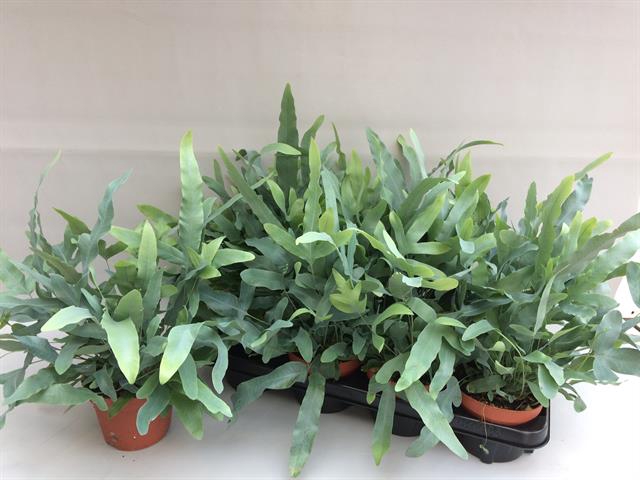 Phlebodium blue star 13Ø 35cm