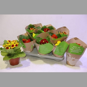 Calc X Herbeohybrida