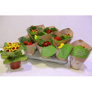 Calc X Herbeohybrida