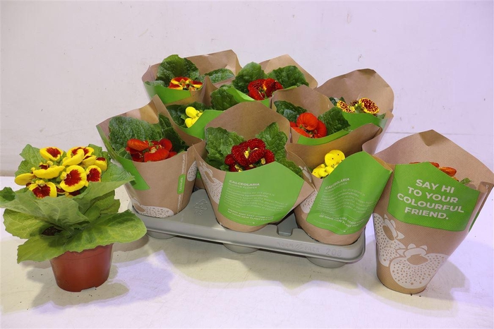 <h4>Calc X Herbeohybrida</h4>