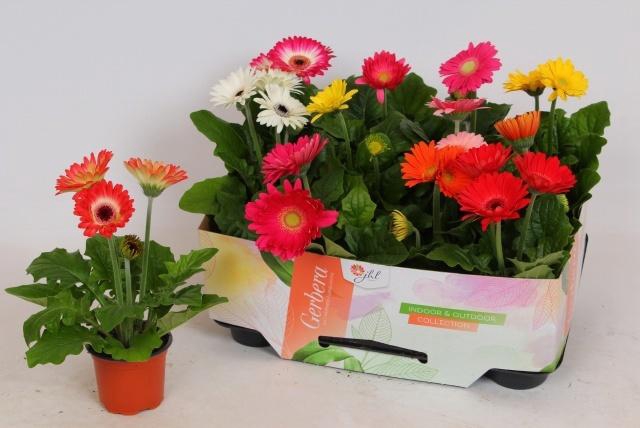 <h4>GERB OPEN AIR GEM</h4>