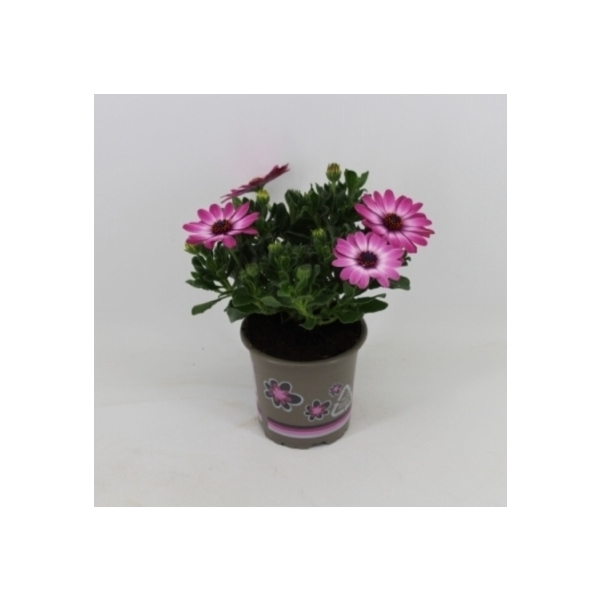 <h4>Osteospermum Flowerpower Light Pink</h4>