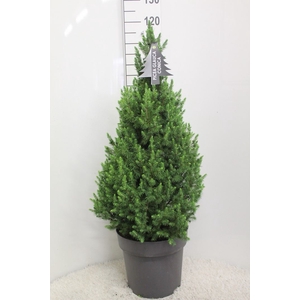 Picea glauca 'Conica'