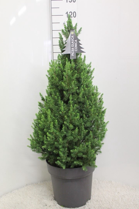 <h4>Picea glauca 'Conica'</h4>