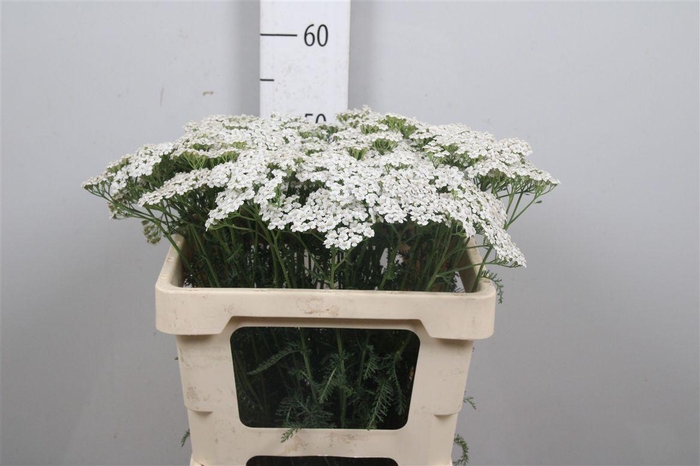 <h4>Achil M White Beauty</h4>