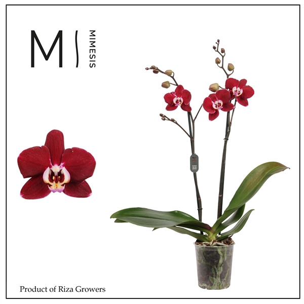 <h4>Mimesis Phal. Magdalena - 2 spike 12cm</h4>