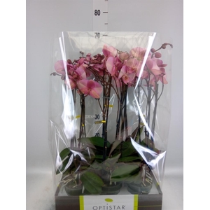 Phalaenopsis   ...rose
