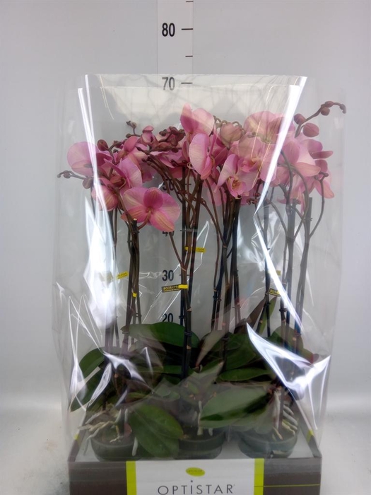 <h4>Phalaenopsis   ...rose</h4>