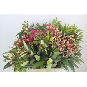 Euca Robusta Bloei 300gr P Bunch