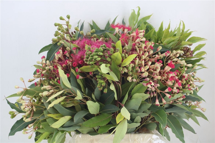 <h4>Euca Robusta Bloei 300gr P Bunch</h4>