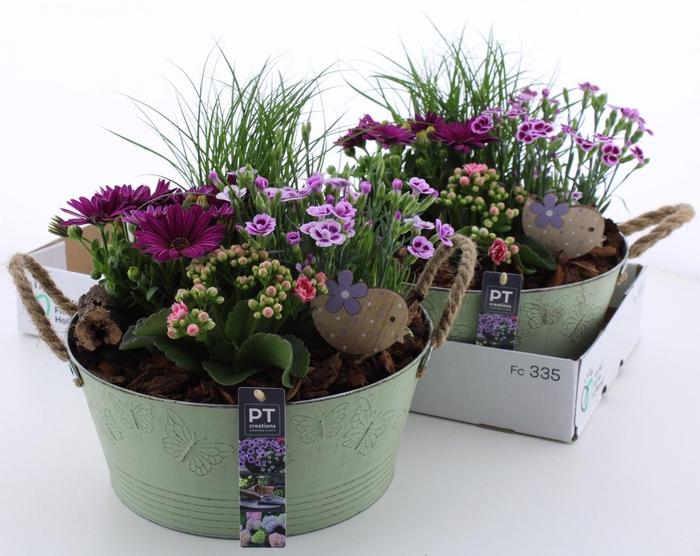 <h4>ARR TUINPLANTEN</h4>