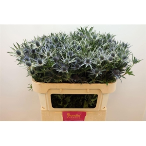 ERYN MAG BLUE LAGOON