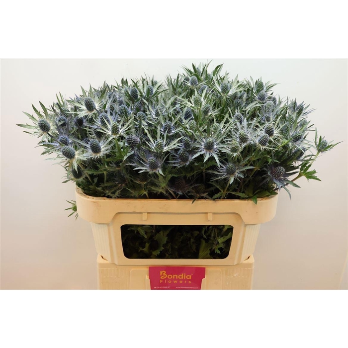 <h4>ERYN MAG BLUE LAGOON</h4>