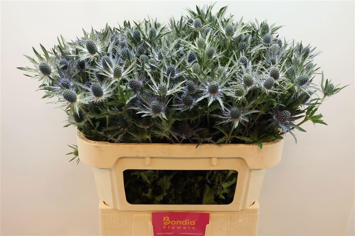 <h4>ERYN MAG BLUE LAGOON</h4>