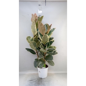 Ficus   ...