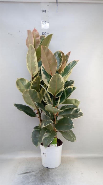 <h4>Ficus   ...</h4>